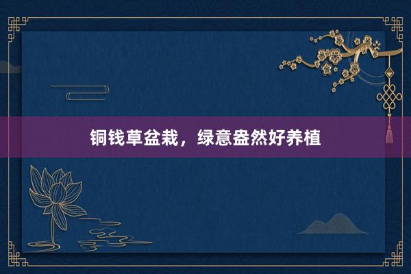 铜钱草盆栽,绿意盎然好养植